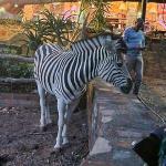 Zebras